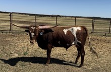 RURAL PLAYER LV