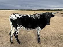 MHL JACKIE GET YOUR GUN