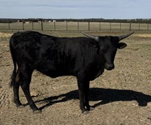 MHL MIDNIGHT ASTORIA