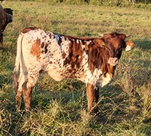 Ironman's Cookie Dough